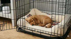 Alt text for image 3: A custom-fit slanted dog crate positioned in the boot of a British estate car for safe travel.